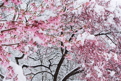 Cherry blossom tree after a snowy day .